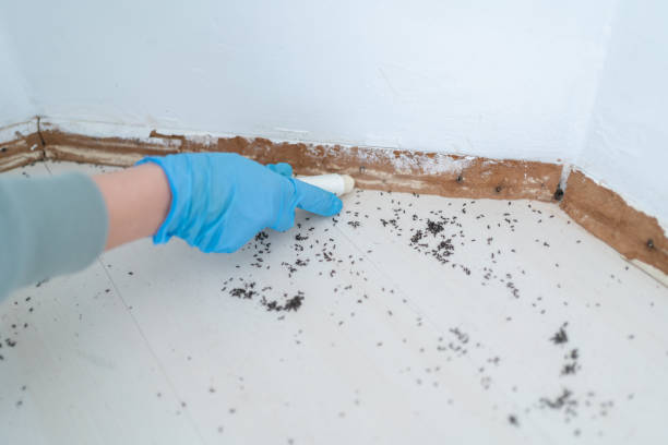 Best Local Pest Control Services  in Gifford, FL